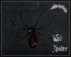 Widow Wall Spider