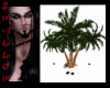!S Animated Coconut Tree