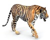 Animated Tiger