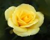 Yellow Rose