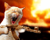 shooting cat