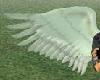 white small angel wings