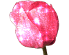 Glittery tulip