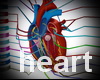 anatomy  heart