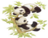 panda pic 5