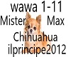 Chihuahua-Mister Max
