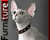 White Sphynx Cat
