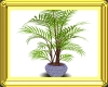 Willow Potted Plant