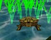 [DD] Safari Anim. Turtle