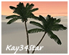 Sahara Palm Trees