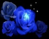 Blue Rose Elegance 