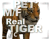R|C Real Tiger M/F