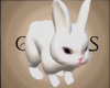 ~S~Pet Bunny Rabbit~
