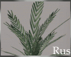 Rus Leaf Large Plant 3