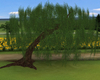 Willow Tree
