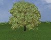 Leafy tree