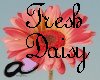 Daisy Fresh