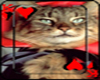 *Chee: Vamp Kitty Card