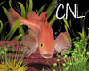 [CNL]Fish filler 