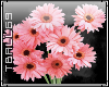 pink daisies sticker