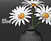 Daisies in Black Vase