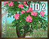 TD 2 Flowering Tree