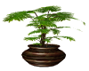 Plant Philodendron Vase