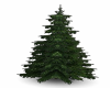SN Cedar tree/bush