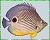 Kawaii Fish Animated