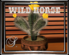 (SL) Wild Horse Cactus 2