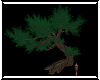 Ancient Cedar Tree 1