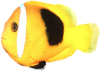 Yellow Sea Fish