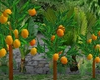 3 Juicy Mango Tree