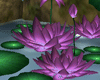 [adr]zen lily