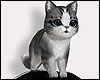 Gray Kitty (Animated)