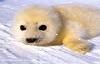 ~babyseal~~