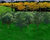 MP~GREEN SMALL TREES