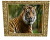 my tiger picture