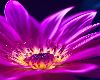 Flowers - Port