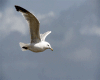 Seagull Animated