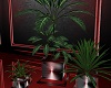 "SAV"lovinst plants3