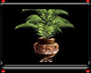 {*A} Potted Palm