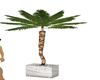 indoor palm tree plant