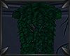 !P Hanging Ivy -Plant