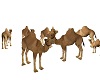 GC-grupo de camellos