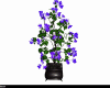 blue Collor Plant