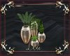 Exclusive Plants