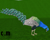 C.M Magic Dream Peacock