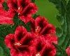 LW - Lavatera Bush 3