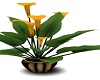 HOUSE PLANT